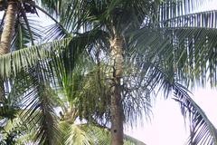 Archontophoenix alexandrae